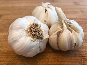 Fresh Garlic